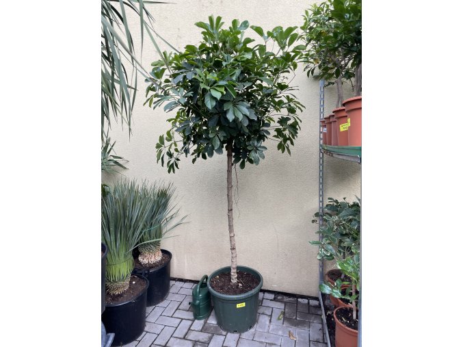 Schefflera 190 cm
