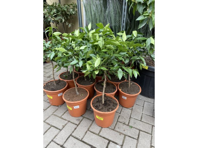 Citrus citrofortunella mitis 75 cm