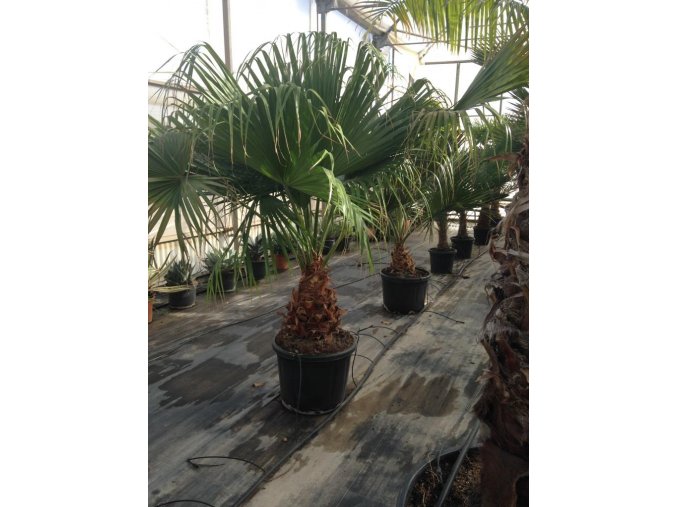 Livistona chinensis, palma, původ palmy Španělsko. 250 cm