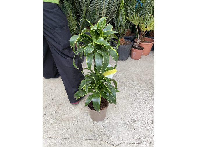 Dracaena dorado 80 cm