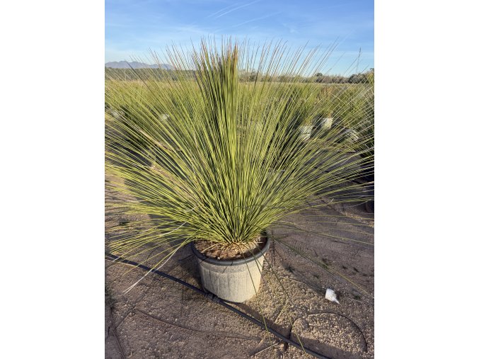 Dasylirium Longissimum 140 cm