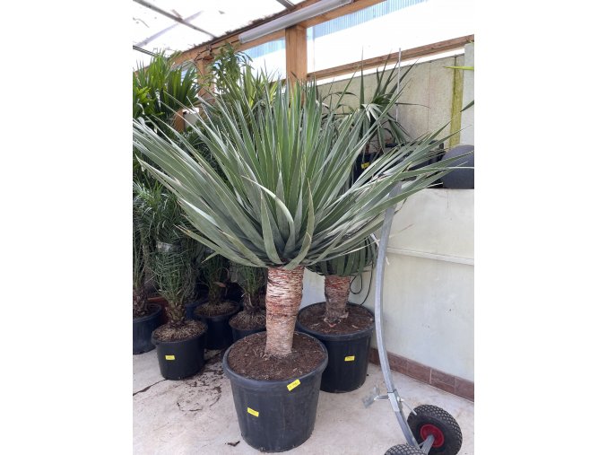 Dracaena draco, dracena drago,dračinec 150 cm