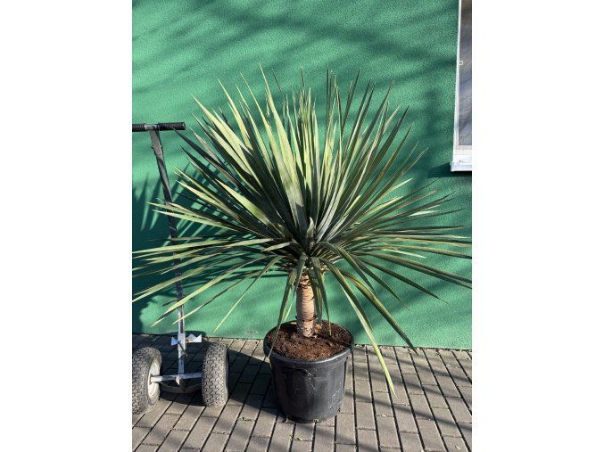 Dracaena draco 150 cm