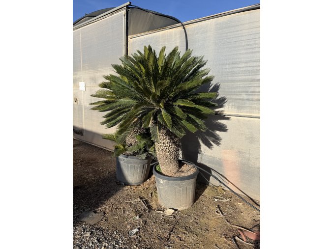 Cycas revoluta 160 cm