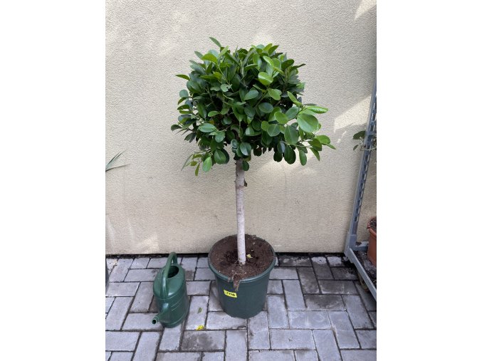 Ficus Moclame, stromek, 120 cm