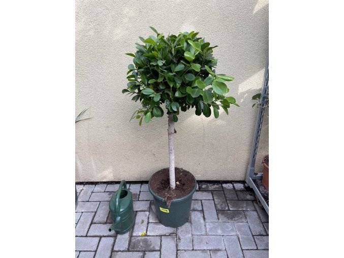 Ficus Moclame, stromek, 130 cm