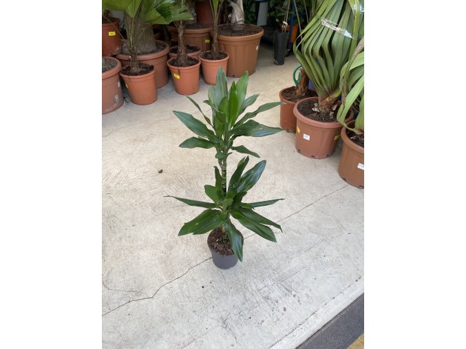 Dracaena Janet Lind, 100 cm