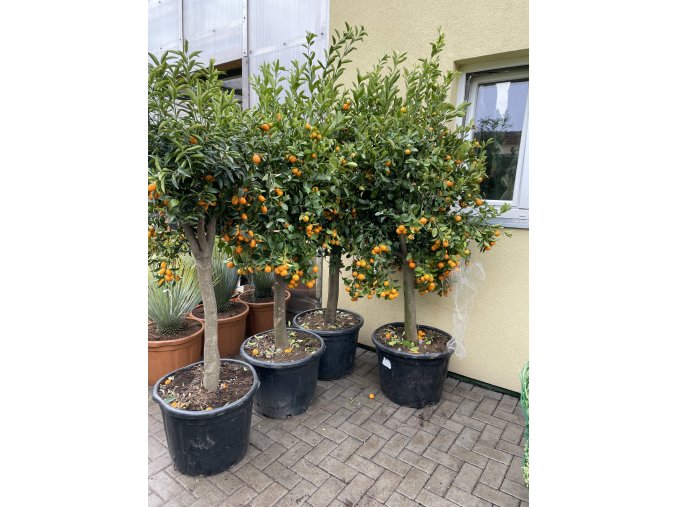 Citrus citrofortunella mitis 170 cm