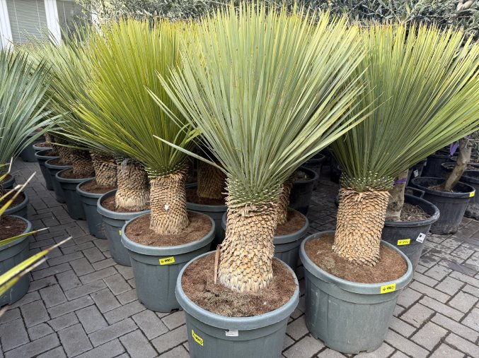 Yucca Rostrata, Výška rostliny 110 cm.
