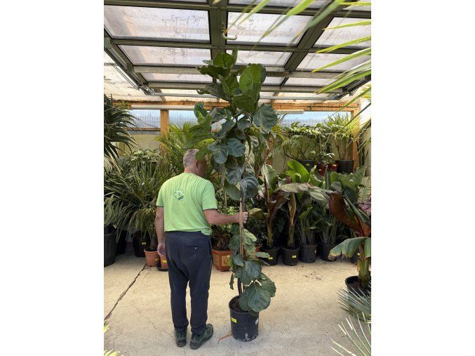 Ficus Lyrata, 200 cm
