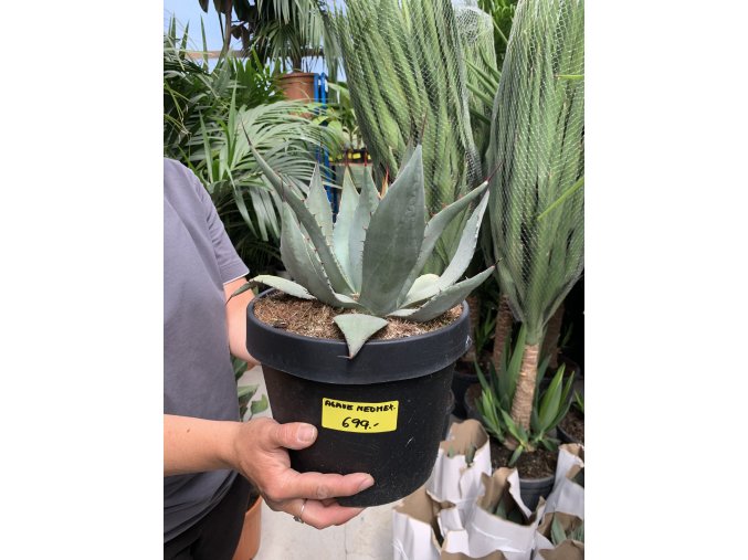 Agave Neomexicana, 20 cm -20C