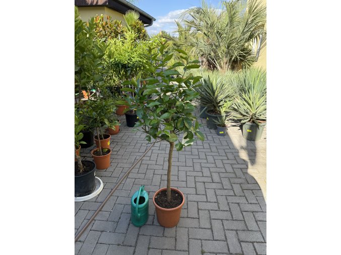 Citroník Lunario 150 cm +
