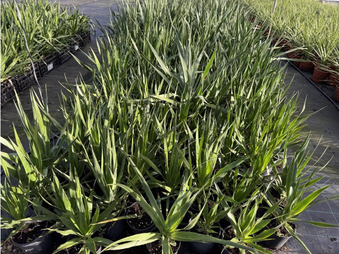 Dracaena draco 30 cm