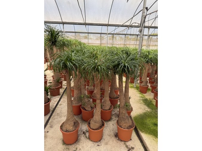 Beaucarnea guatemalensis, sloní noha, 170 cm