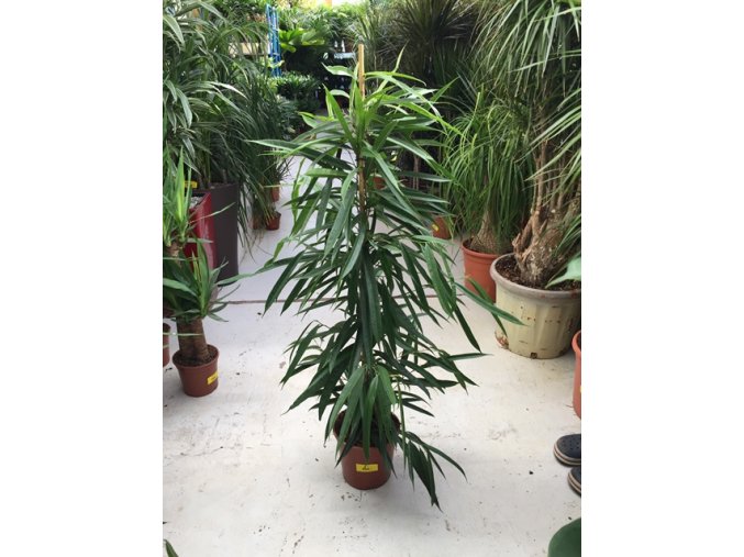 Ficus Alii 130 cm