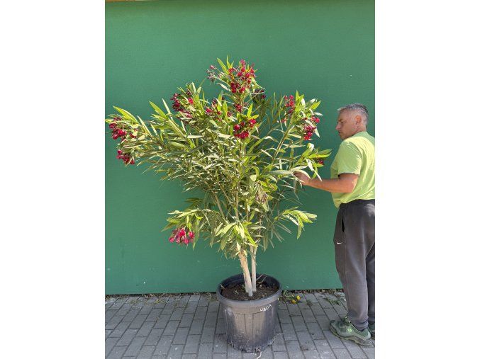 Nerium Oleander - Oleandr 180 cm