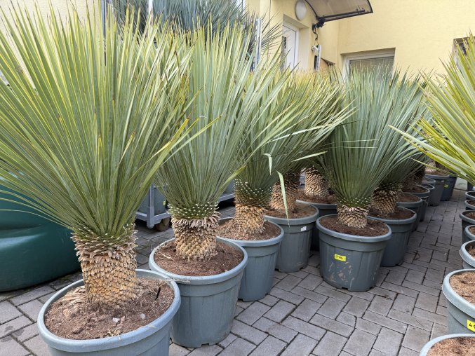 Yucca Rostrata, Výška rostliny 80 cm