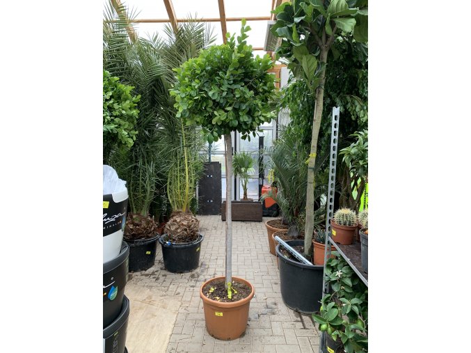 Ficus Benjamina Moclame 240 cm