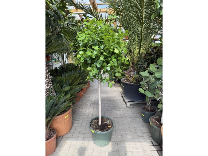 Ficus Benjamina Moclame 190 cm