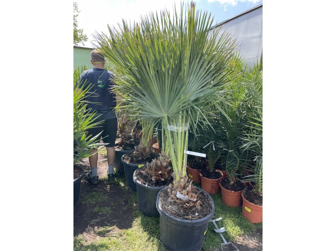 Brahea edulis 200 cm