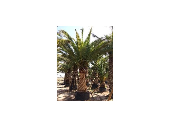 Phoenix canariensis, Datlová palma, 500 cm