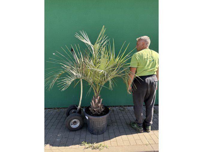Butia capitata 150 cm