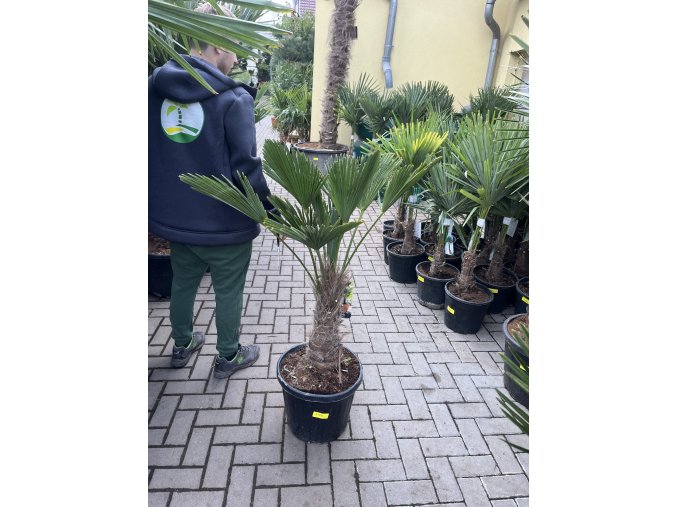 Trachycarpus wagnerianus, výška 130 cm, kmen 40 cm