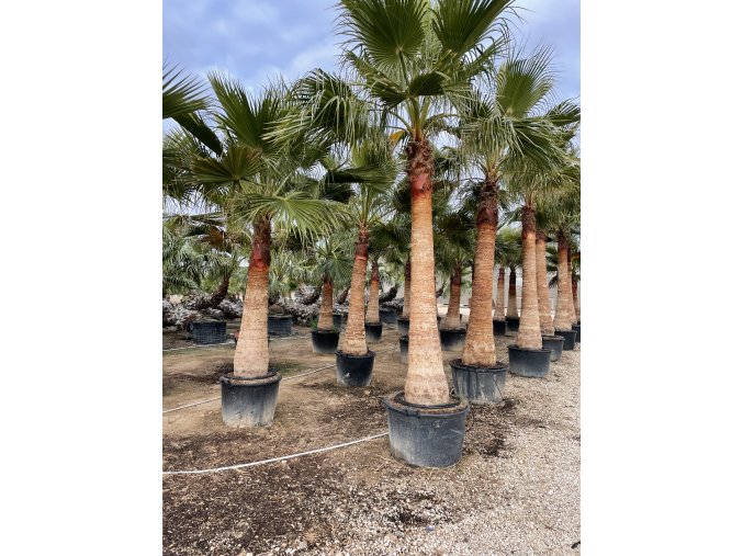 Washingtonia robusta 350 cm