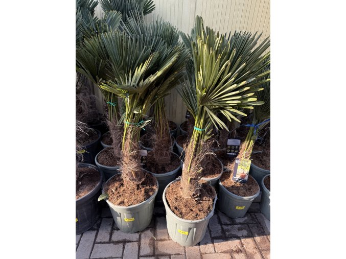 Trachycarpus wagnerianus, výška 125 cm, kmen 30 cm