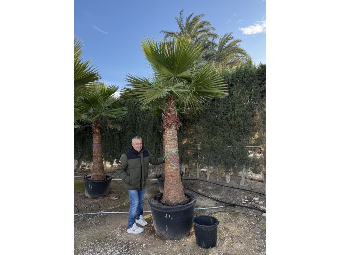 Washingtonia robusta 350 cm