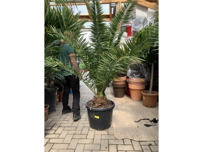 Phoenix canariensis,Datlová palma, Datlovník,  170 cm, jednotná cena pronájmu na 1-7 dní.