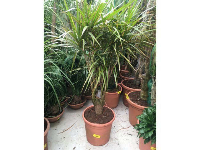Dracaena marginata, dracena, původ rostliny Španělsko. 130 cm, JEDNOTNÁ CENA PRONÁJMU NA 1-7 DNÍ.