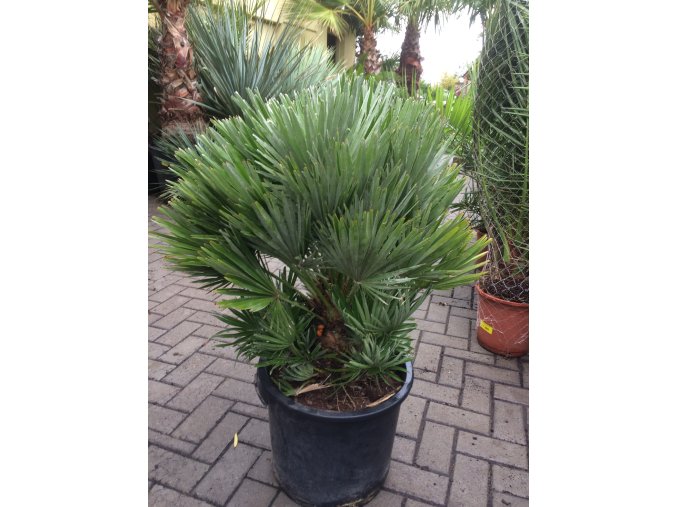 Chamaerops humilis vulcano , palma , původ palmy Španělsko, 120 cm, JEDNOTNÁ CENA PRONÁJMU NA 1-7 DNÍ.