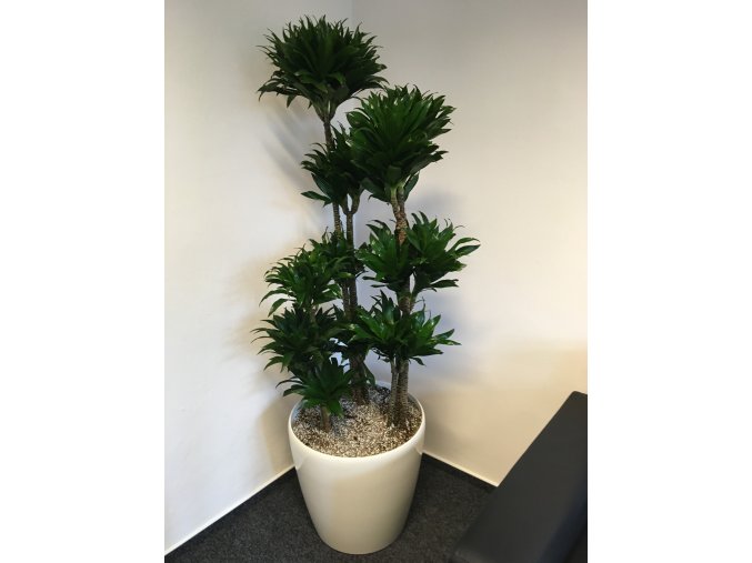 Dracaena Compacta + Lechuza Classico 43