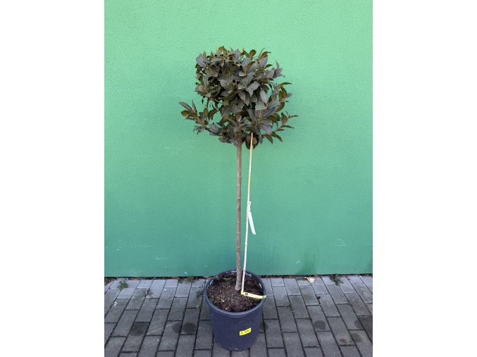 Laurus nobilis, Bobkový list 150 cm