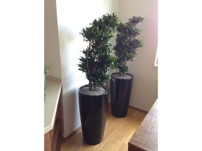 Dracaena Compacta + Lechuza rondo 30