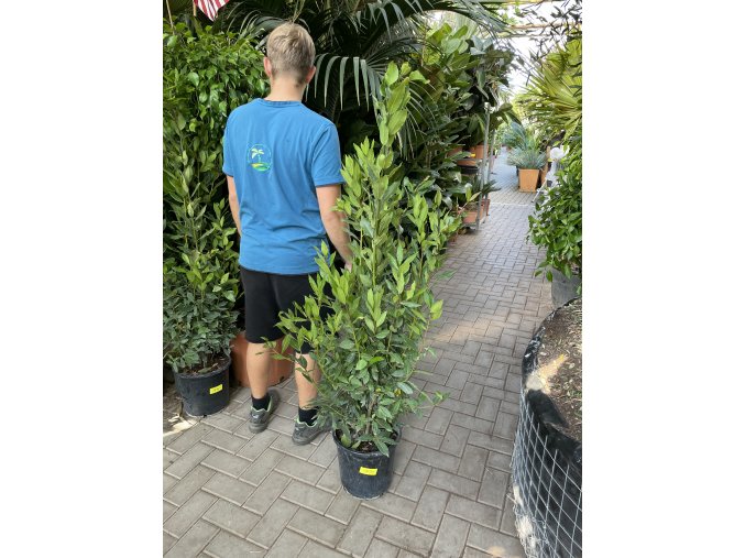 Laurus nobilis , Bobkový list, Vavřín vznešený 120 cm