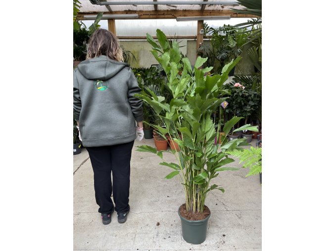 Caryota mitis 160 cm