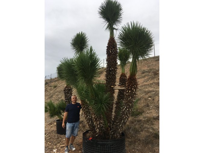 Chamaerops humilis, Žumara 400 cm