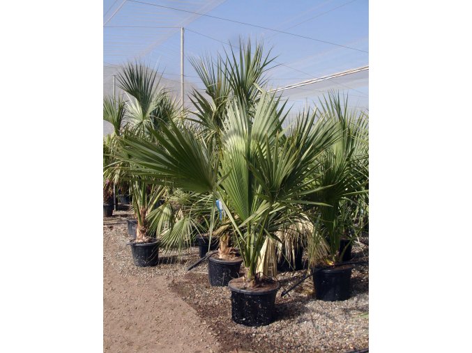 Sabal palmetto 55l (2)