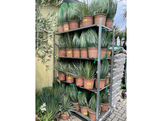Yucca Rostrata, původ rostliny Španělsko  30 cm