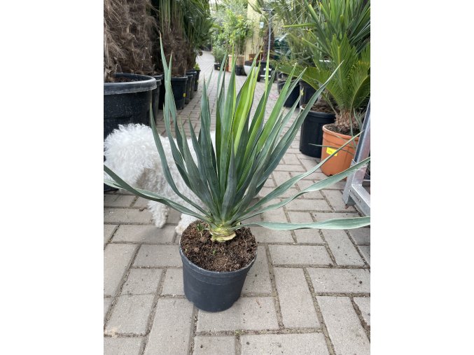 Yucca gloriosa, juka, 50 cm