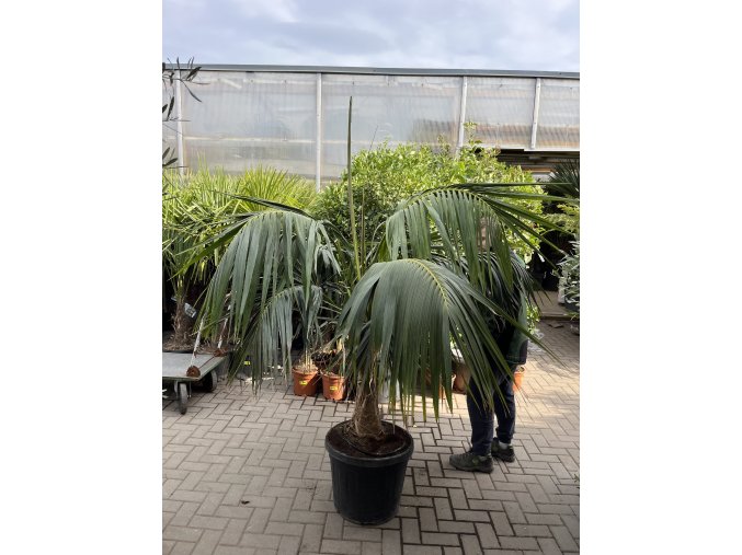 Howea forsteriana 200 cm, jeden kmen