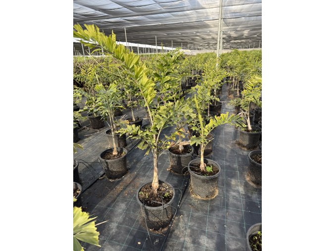 Wodyetia Bifurcata 150 cm