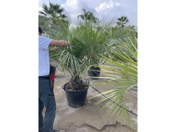 Butia eriospatha 190 cm