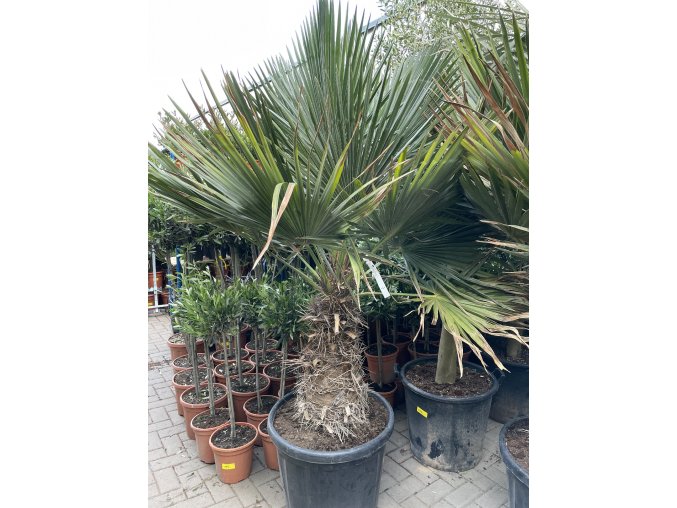 Trithrinax brasiliensis, palma, původ palmy Španělsko. 210 cm