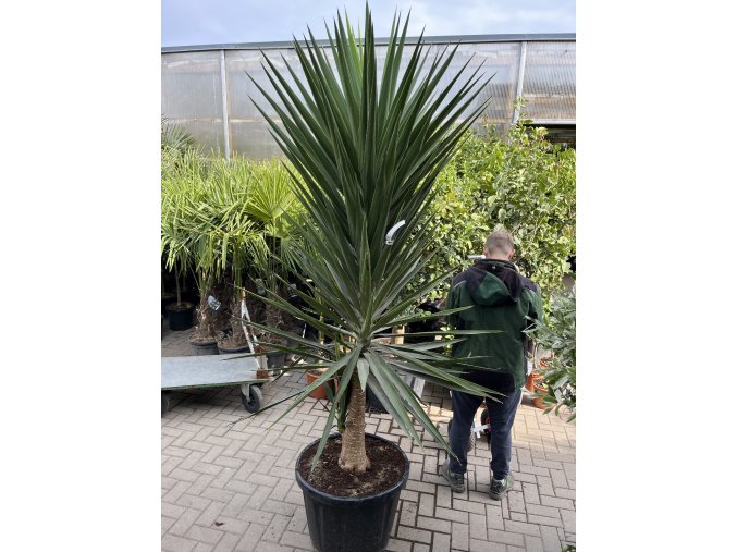 Yucca elephantipes, juka, původ rostliny Španělsko. 250 cm