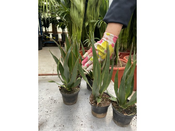 Dracaena draco, dracena drago, 20 cm.