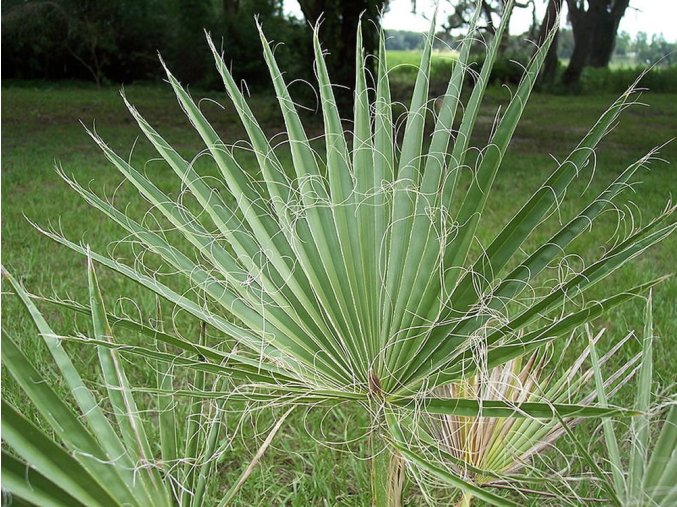 Washingtonia filifera leaves