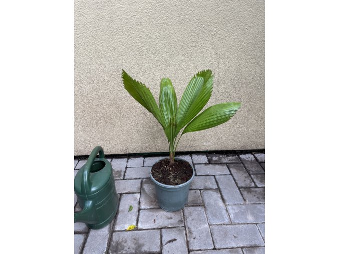LICUALA GRANDIS, 50 cm.